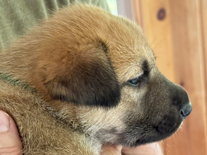 chinook puppy